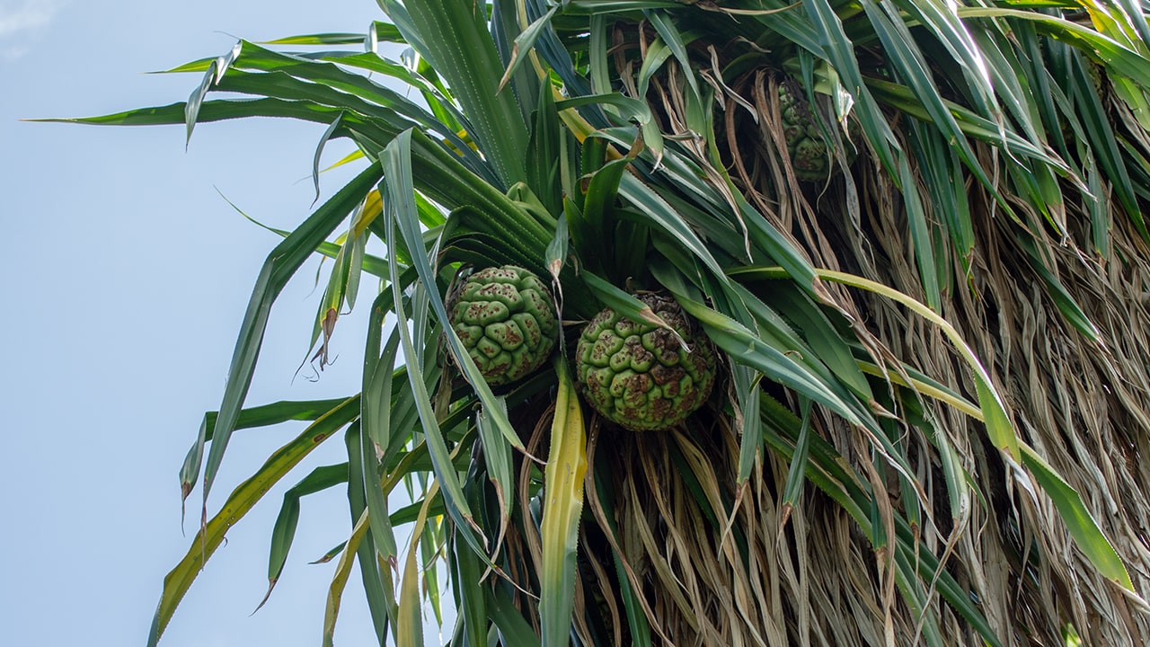 palm coconut trees